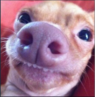 Avatar de Usuario
